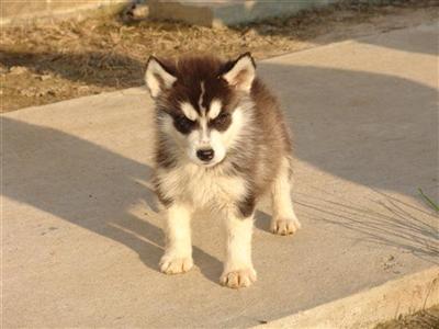 Siberian Husky Puppies for Sale